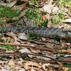 Tiliqua scincoides scincoides (Eastern Blue-tongue) at Lake Conjola, NSW - 23 Feb 2015 by CharlesDove