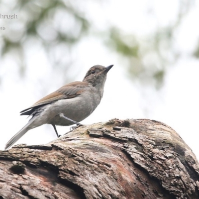 Colluricincla harmonica (Grey Shrikethrush) at Lake Conjola, NSW - 25 Feb 2015 by CharlesDove