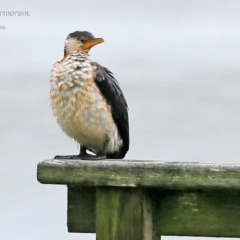 Microcarbo melanoleucos (Little Pied Cormorant) at Lake Conjola, NSW - 24 Feb 2015 by Charles Dove