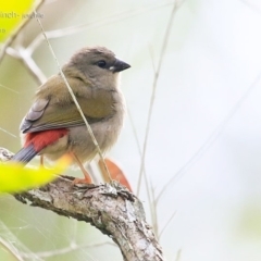 Neochmia temporalis (Red-browed Finch) at Narrawallee, NSW - 20 Feb 2015 by Charles Dove