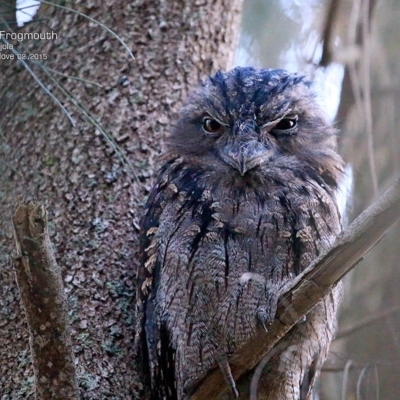 Podargus strigoides (Tawny Frogmouth) at Lake Conjola, NSW - 18 Feb 2015 by Charles Dove