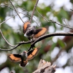 Daphoenositta chrysoptera (Varied Sittella) at Lake Conjola, NSW - 25 Feb 2015 by CharlesDove