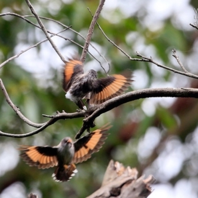 Daphoenositta chrysoptera (Varied Sittella) at Lake Conjola, NSW - 25 Feb 2015 by CharlesDove