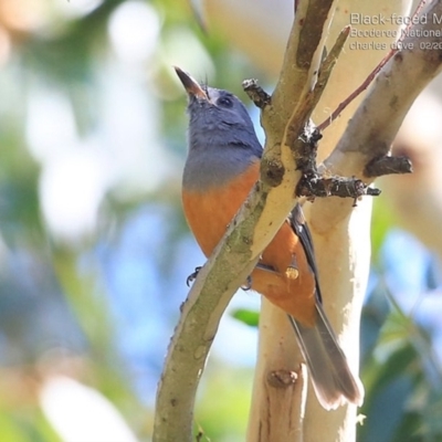 Monarcha melanopsis (Black-faced Monarch) at Jervis Bay, JBT - 13 Feb 2015 by Charles Dove