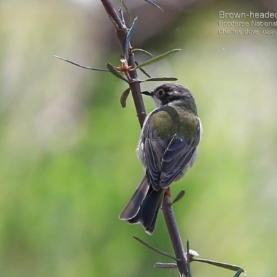 Melithreptus brevirostris (Brown-headed Honeyeater) at Jervis Bay, JBT - 14 Feb 2015 by Charles Dove