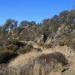 Allocasuarina luehmannii at Kowen, ACT - 11 Jul 2018 01:06 PM