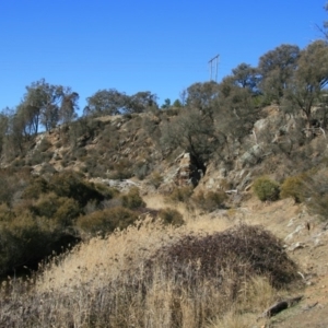 Allocasuarina luehmannii at Kowen, ACT - 11 Jul 2018