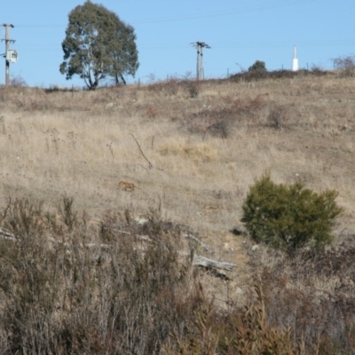 Vulpes vulpes (Red Fox) at Molonglo Gorge - 11 Jul 2018 by MichaelMulvaney