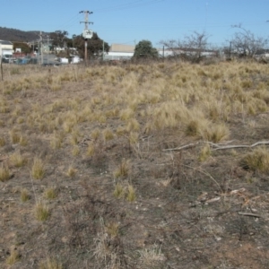 Nassella trichotoma at Queanbeyan East, NSW - 11 Jul 2018