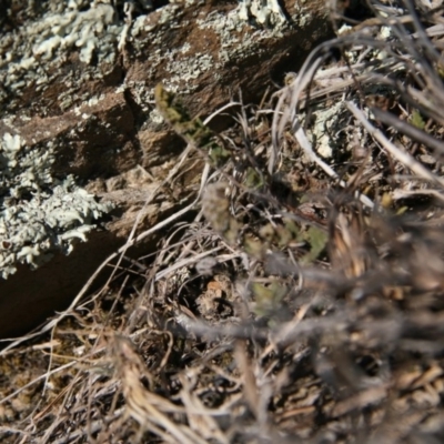 Cheilanthes distans (Bristly Cloak Fern) at Queanbeyan East, NSW - 11 Jul 2018 by MichaelMulvaney