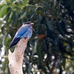 Eurystomus orientalis (Dollarbird) at Ulladulla, NSW - 12 Feb 2015 by CharlesDove