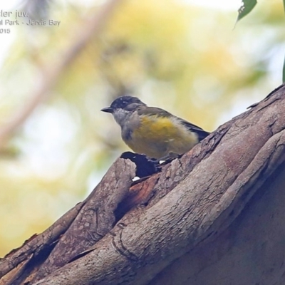 Pachycephala pectoralis (Golden Whistler) at Booderee National Park1 - 14 Feb 2015 by CharlesDove