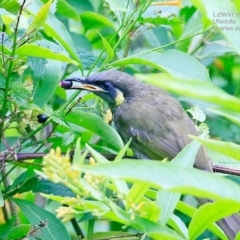 Caligavis chrysops (Yellow-faced Honeyeater) at South Pacific Heathland Reserve - 11 Feb 2015 by Charles Dove