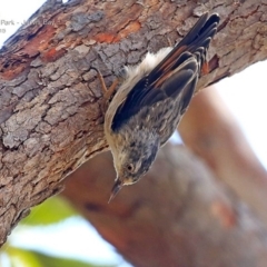 Daphoenositta chrysoptera (Varied Sittella) at Jervis Bay, JBT - 15 Feb 2015 by CharlesDove