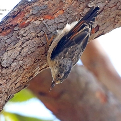 Daphoenositta chrysoptera (Varied Sittella) at Jervis Bay, JBT - 15 Feb 2015 by CharlesDove