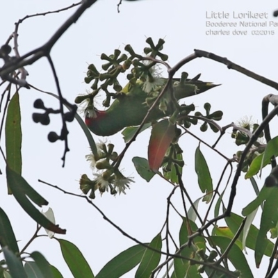 Parvipsitta pusilla (Little Lorikeet) at Booderee National Park1 - 15 Feb 2015 by CharlesDove