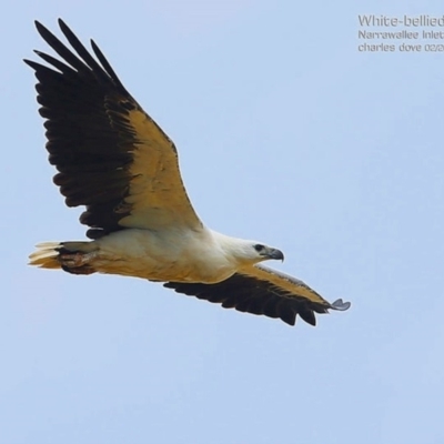 Haliaeetus leucogaster (White-bellied Sea-Eagle) at Narrawallee, NSW - 14 Feb 2015 by CharlesDove