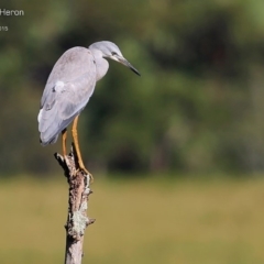 Egretta novaehollandiae (White-faced Heron) at Milton, NSW - 11 Feb 2015 by CharlesDove
