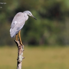 Egretta novaehollandiae (White-faced Heron) at Milton, NSW - 10 Feb 2015 by Charles Dove