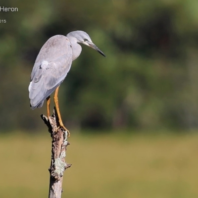 Egretta novaehollandiae (White-faced Heron) at Milton, NSW - 11 Feb 2015 by CharlesDove
