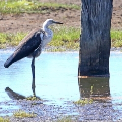 Ardea pacifica (White-necked Heron) at Milton, NSW - 11 Feb 2015 by CharlesDove