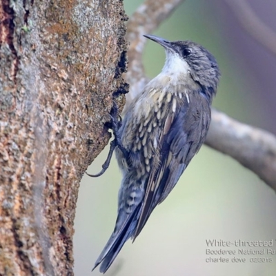 Cormobates leucophaea (White-throated Treecreeper) at Jervis Bay, JBT - 15 Feb 2015 by CharlesDove