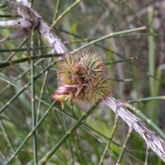 Casuarina glauca (Swamp She-oak) at Undefined - 11 Jul 2018 by Firegirl54