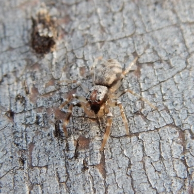 Arasia mollicoma (Flat-white Jumping Spider) at Aranda, ACT - 11 Jul 2018 by CathB