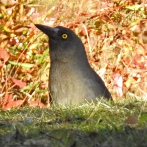 Strepera versicolor at Fadden, ACT - 11 Jul 2018