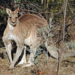 Macropus giganteus (Eastern Grey Kangaroo) at Fadden, ACT - 11 Jul 2018 by RodDeb