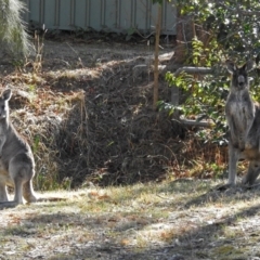 Macropus giganteus at Fadden, ACT - 11 Jul 2018 12:25 PM