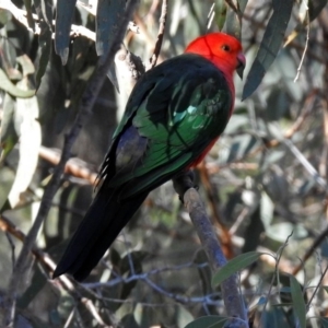 Alisterus scapularis at Fadden, ACT - 11 Jul 2018