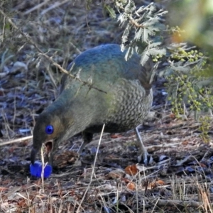 Ptilonorhynchus violaceus at Fadden, ACT - 11 Jul 2018