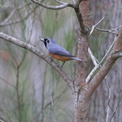 Monarcha melanopsis (Black-faced Monarch) at Narrawallee Foreshore and Reserves Bushcare Group - 23 Feb 2015 by CharlesDove