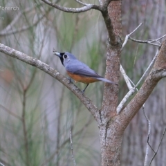 Monarcha melanopsis (Black-faced Monarch) at Narrawallee Foreshore and Reserves Bushcare Group - 22 Feb 2015 by CharlesDove