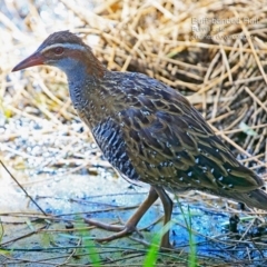 Gallirallus philippensis (Buff-banded Rail) at Burrill Lake, NSW - 5 Feb 2015 by CharlesDove