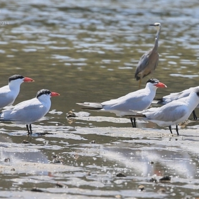 Hydroprogne caspia (Caspian Tern) at Burrill Lake, NSW - 5 Feb 2015 by Charles Dove