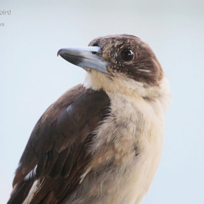 Cracticus torquatus (Grey Butcherbird) at Lake Conjola, NSW - 7 Apr 2015 by CharlesDove