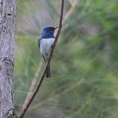 Myiagra rubecula (Leaden Flycatcher) at Garrads Reserve Narrawallee - 26 Jan 2015 by CharlesDove