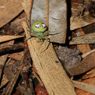 Araneus sp. (genus) (Orb weaver) at Narrawallee, NSW - 27 Jan 2015 by CharlesDove