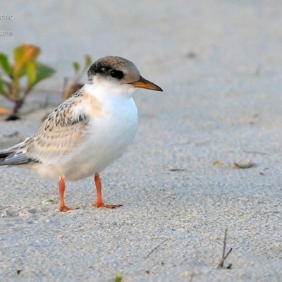 Sternula albifrons (Little Tern) at Cunjurong Point, NSW - 3 Feb 2015 by CharlesDove