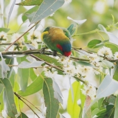 Glossopsitta concinna (Musk Lorikeet) at Lake Conjola, NSW - 5 Feb 2015 by CharlesDove