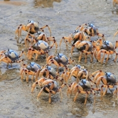Mictyris longicarpus (Soldier Crab) at Undefined - 1 Feb 2015 by CharlesDove