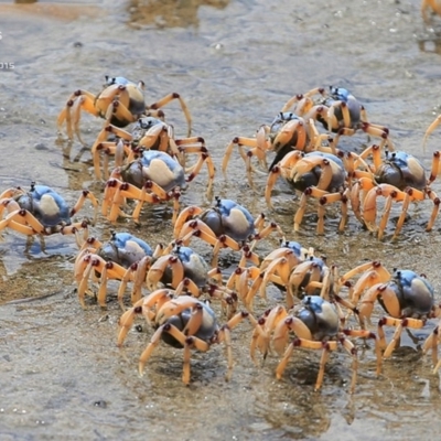 Mictyris longicarpus (Soldier Crab) at Undefined - 31 Jan 2015 by Charles Dove