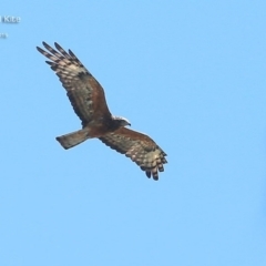 Lophoictinia isura (Square-tailed Kite) at Lake Conjola, NSW - 6 Feb 2015 by Charles Dove