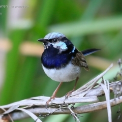 Malurus cyaneus (Superb Fairywren) at Narrawallee, NSW - 25 Jan 2015 by Charles Dove