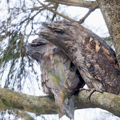 Podargus strigoides (Tawny Frogmouth) at Lake Conjola, NSW - 28 Jan 2015 by Charles Dove