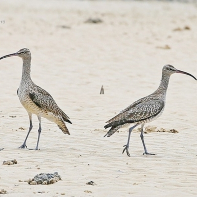 Numenius phaeopus (Whimbrel) at Narrawallee, NSW - 1 Feb 2015 by CharlesDove