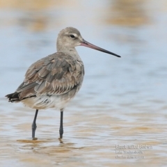 Limosa limosa (Black-tailed Godwit) at Jervis Bay National Park - 23 Dec 2015 by CharlesDove