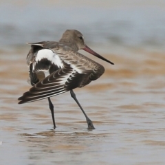 Limosa haemastica (Hudsonian Godwit) at Wollumboola, NSW - 17 Dec 2015 by CharlesDove